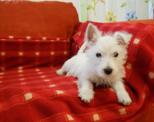 Napoleón de cachorro Napoleón de cachorro